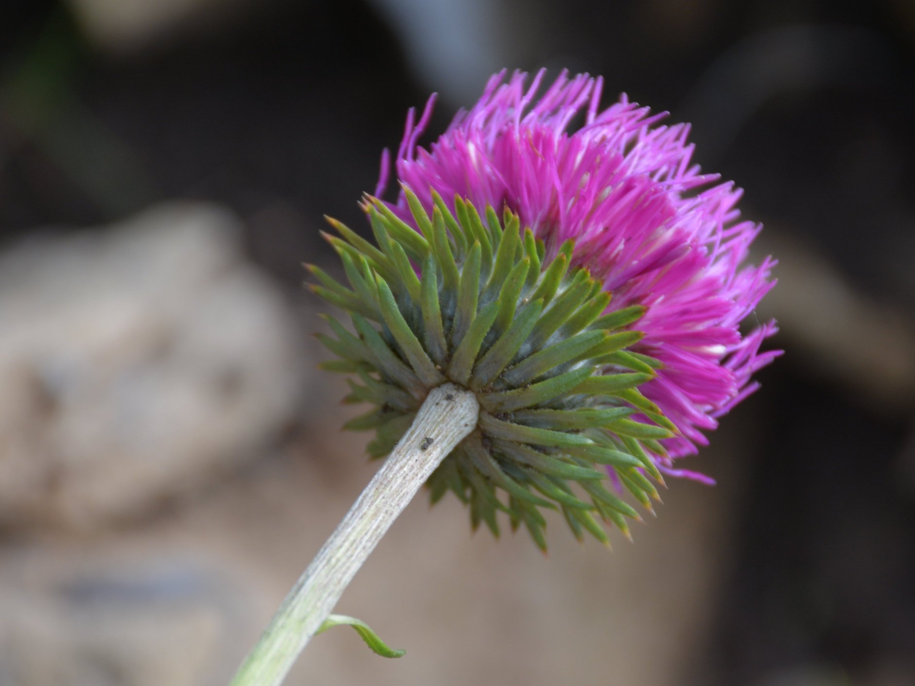 Cardus da identificare